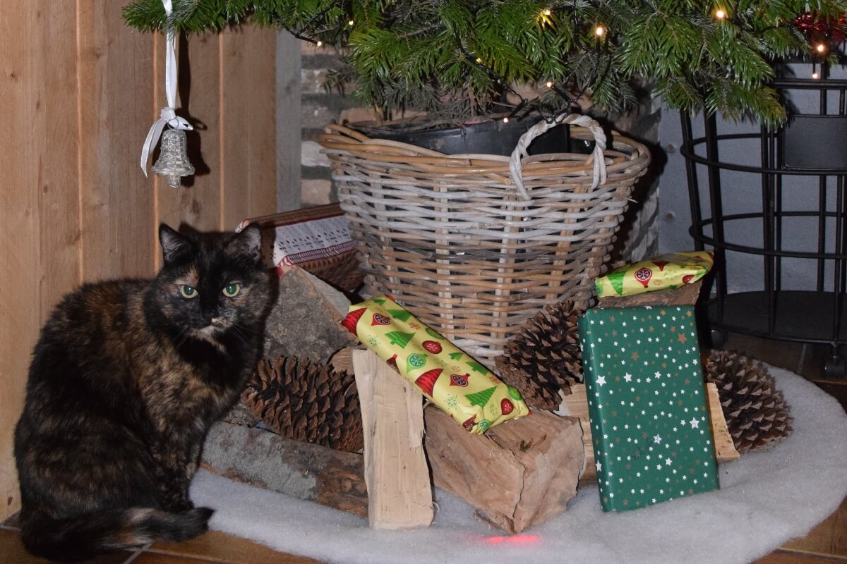 diervriendelijke kerstrecepten