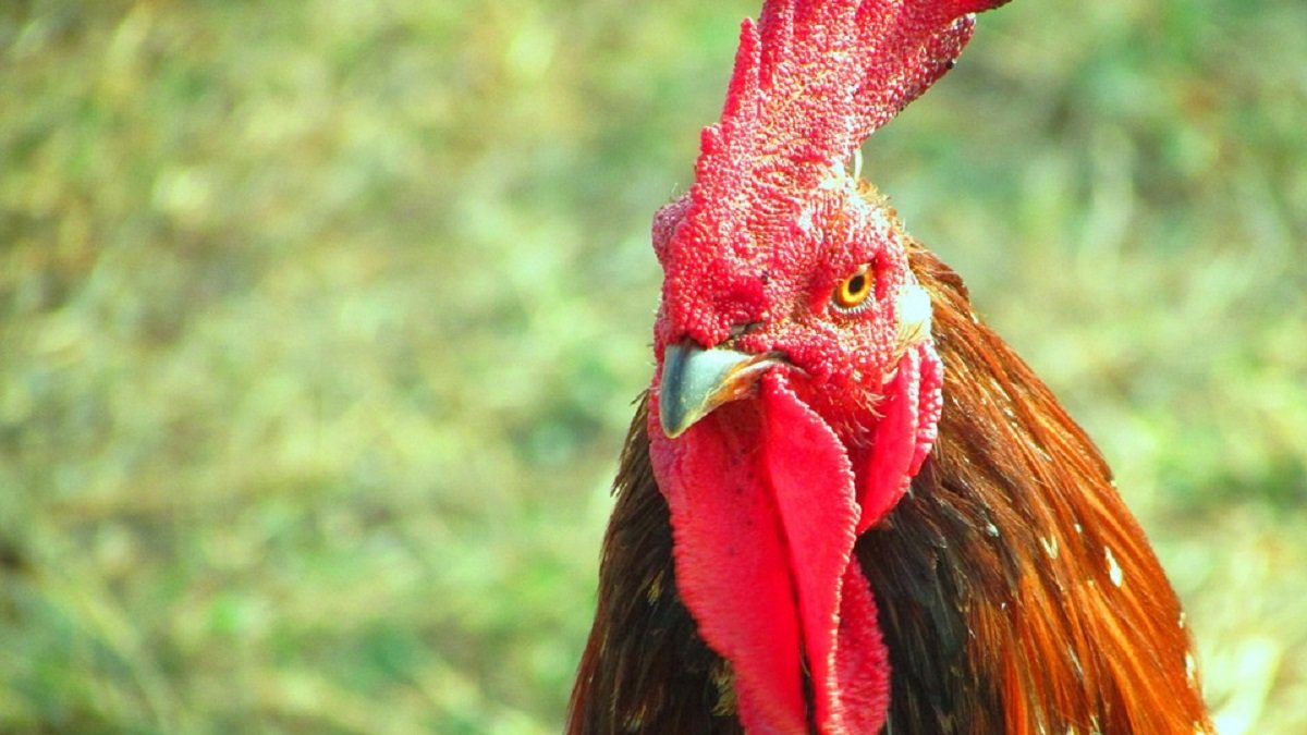 Raad van State laat haan van Kallemooi vallen