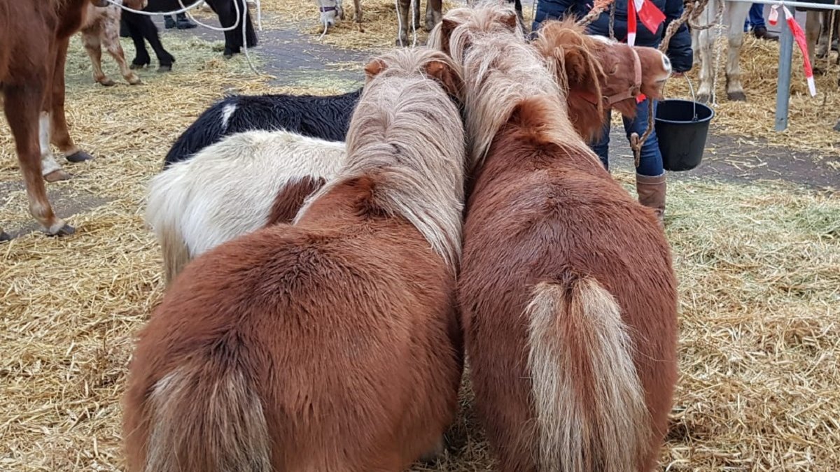 Paardenmarkt Goor 13 december 2019