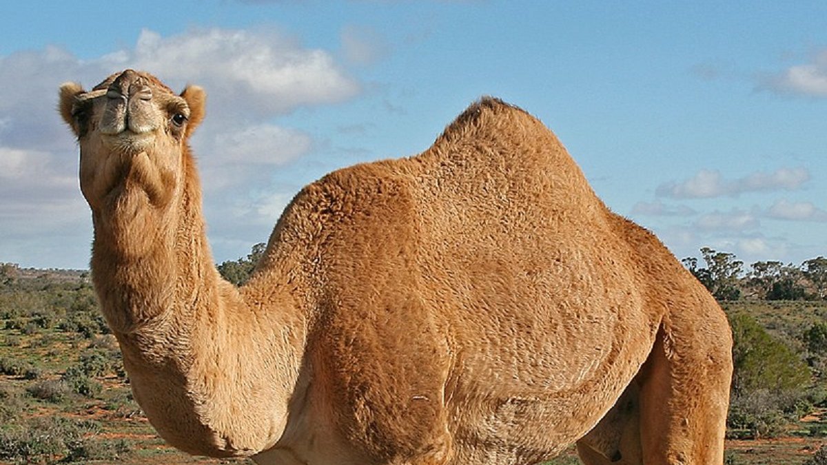Afschot 10.000 dromedarissen vanwege watertekort Australië