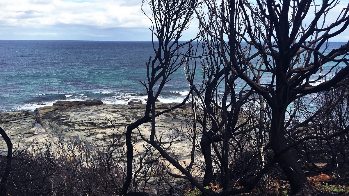 500 miljoen dieren dood door branden NSW