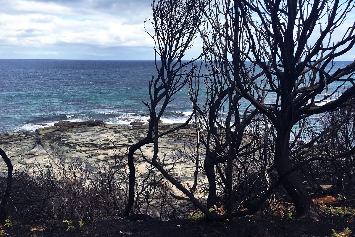 500 miljoen dieren dood door branden NSW