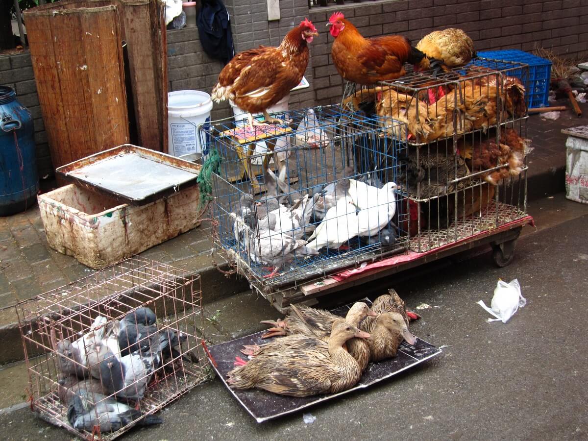 Nog steeds geen algemene wet tegen dierenmishandeling in China
