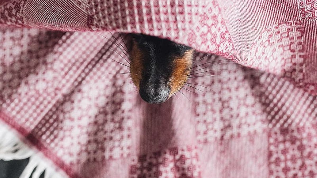 Kamermeerderheid voor verbod op knalvuurwerk en vuurpijlen