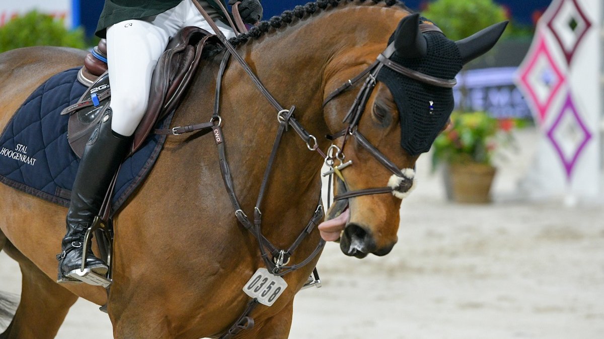 pijnlijke bitten paardensport