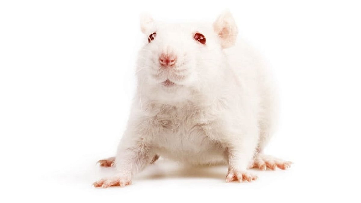 Europees Parlement stemt voor toekomst zonder dierproeven