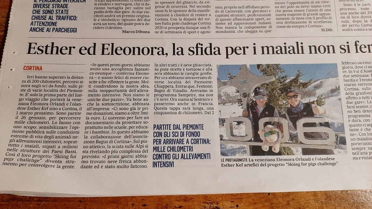 Skiing for Pigs #skiingforpigs