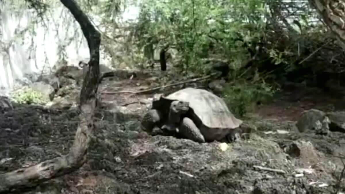 familie van Lonesome George