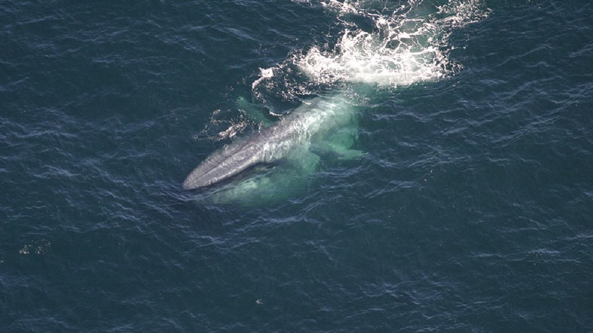 plastic microdeeltjes