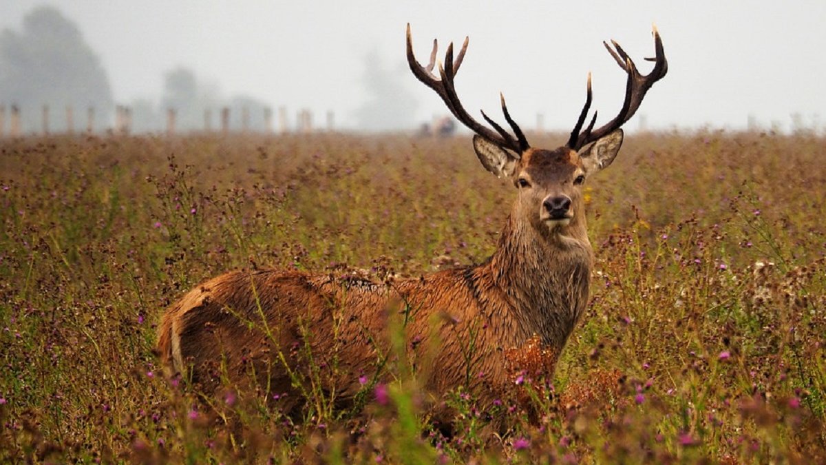 afschot edelherten OVP blijft verboden