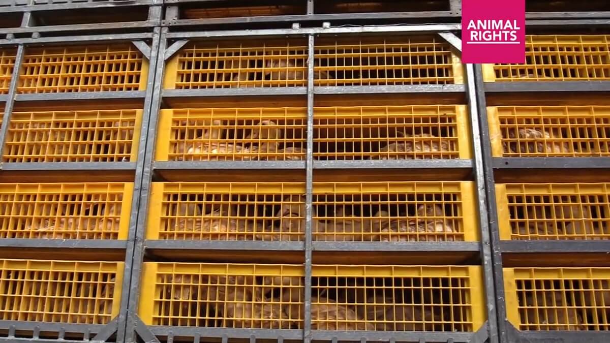 Eindelijk sluiting Tomassen Duck-To