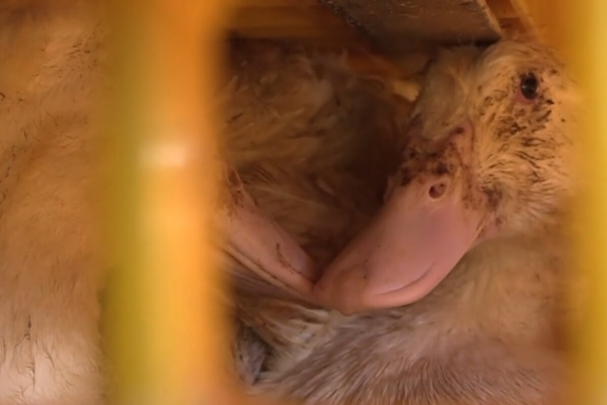 Eendenslachter Tomassen Duck-To fraudeert met vlees