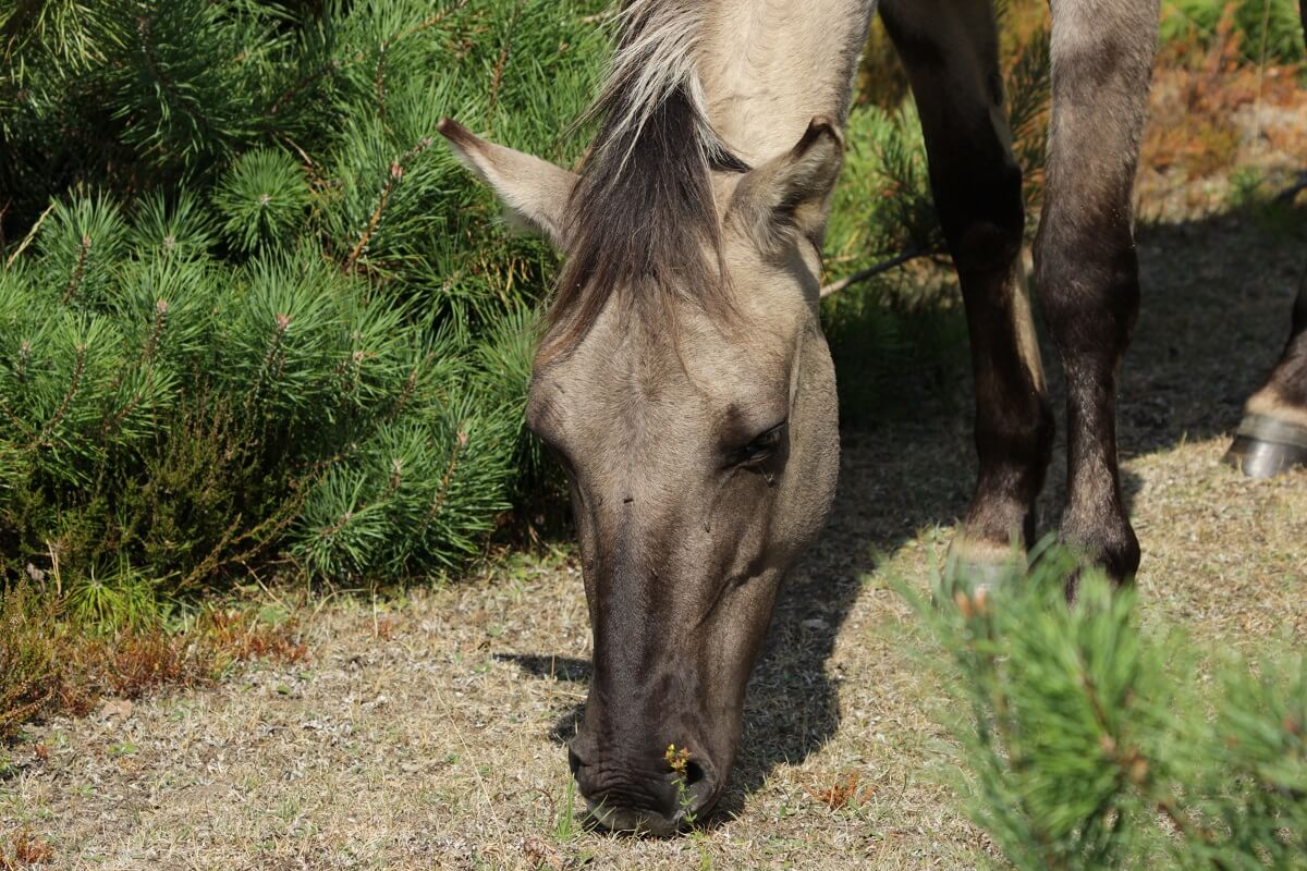 konikpaard