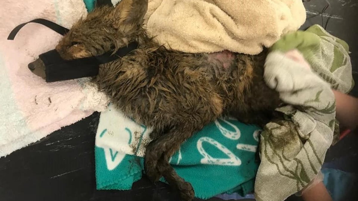 vos met strop om nek gered