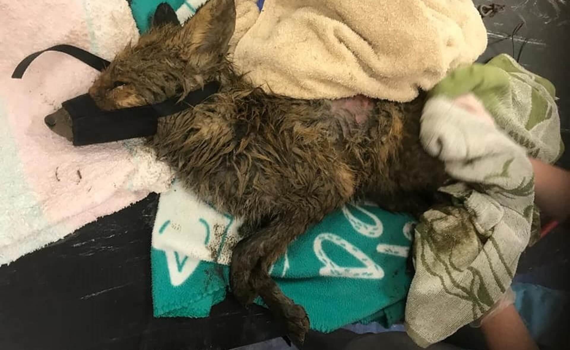 vos met strop om nek gered