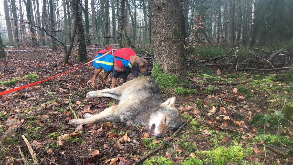 aangereden jonge wolf Epe