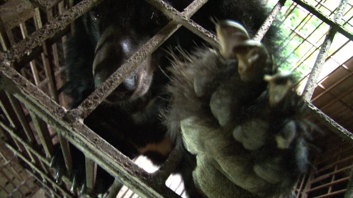 Berengalboerderijen verboden in Zuid-Korea