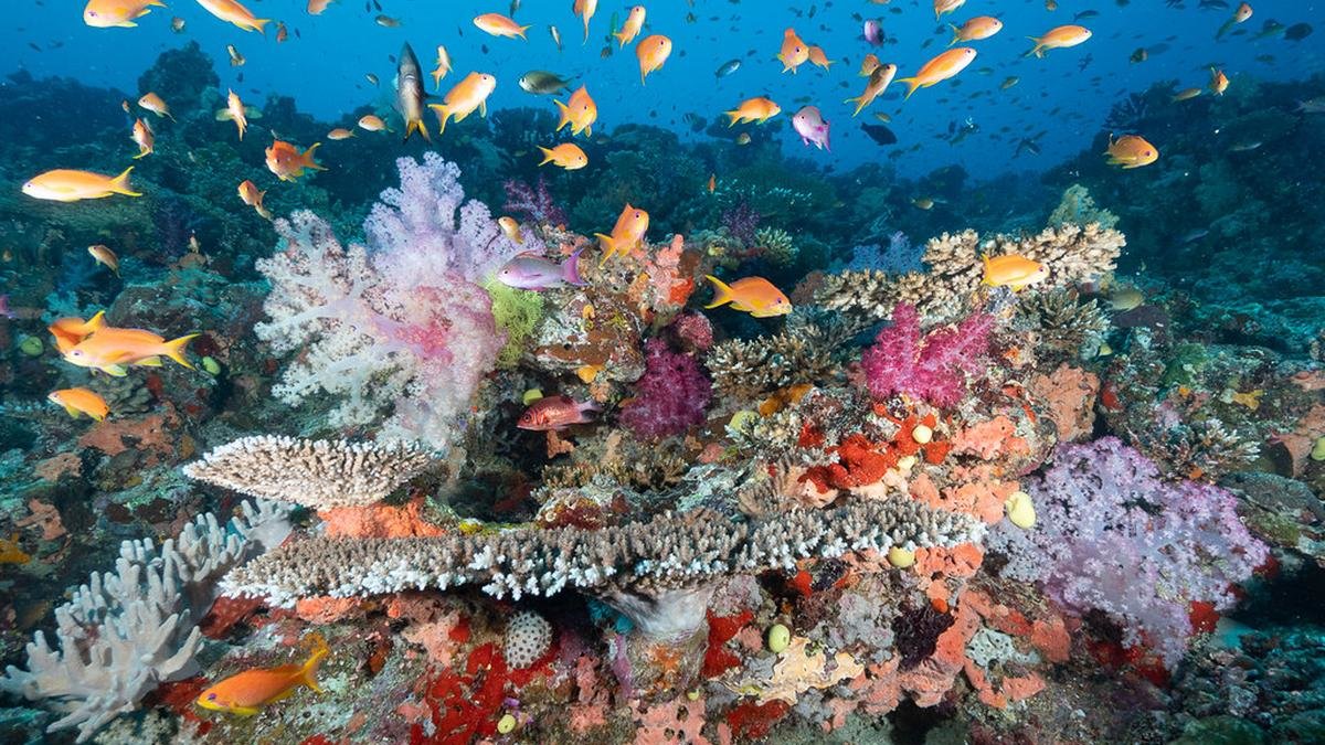 koraalrif