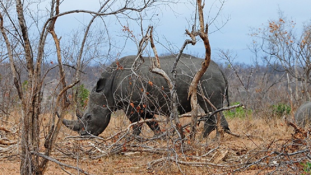 Vier neushoornstropers gearresteerd in Zuid-Afrika