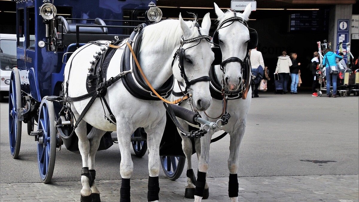 paardenkoetsen