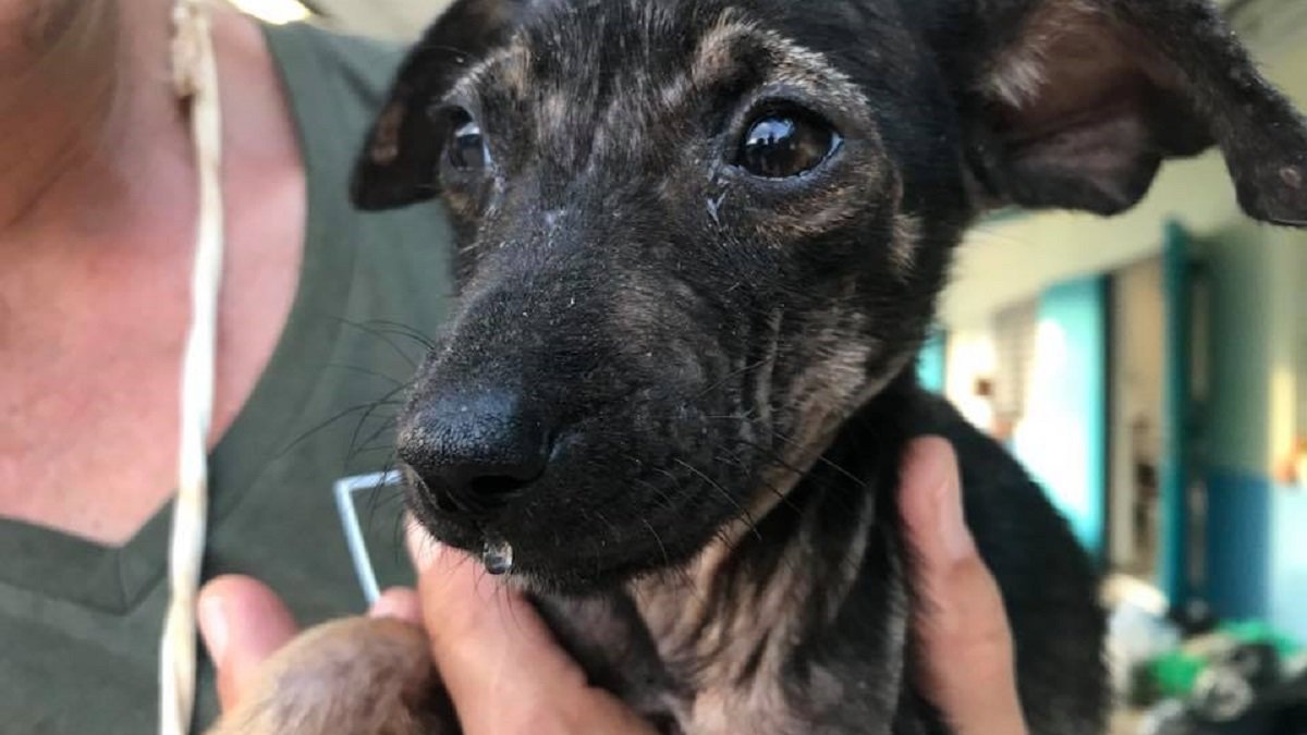 Stop het doden van zwerfhonden en -katten op Curaçao