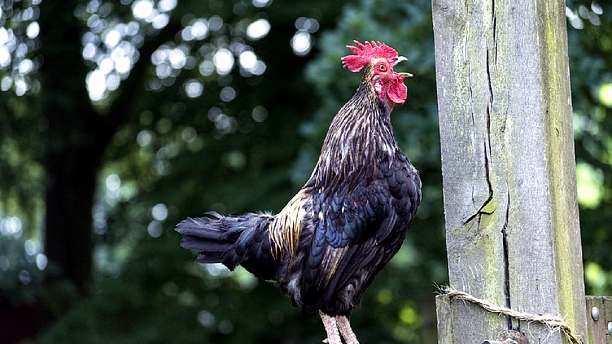 geen haan in de mand