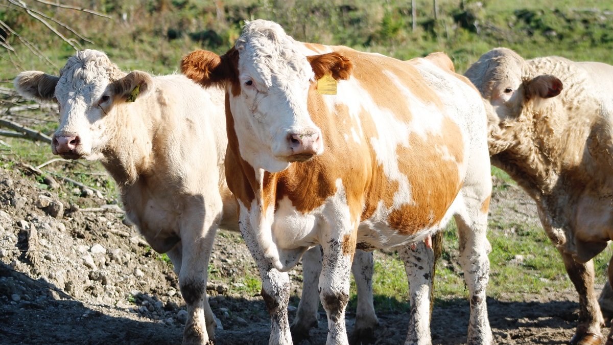 dierenwelzijnsvoorwaarde