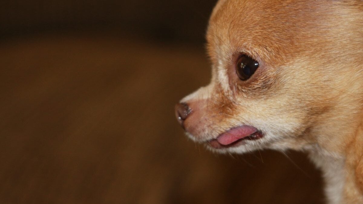 chihuahua’s en dwergkezen