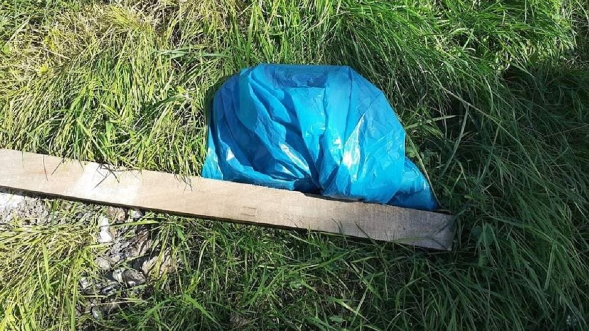 hond met ingeslagen schedel Middelburg