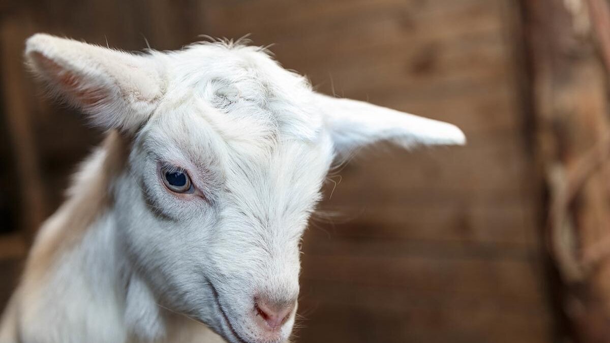 Jaarlijks 18 miljard dieren geslacht zonder ooit gegeten te worden