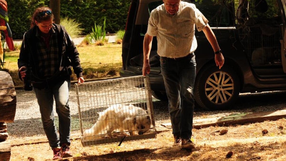 illegaal gehouden vossen