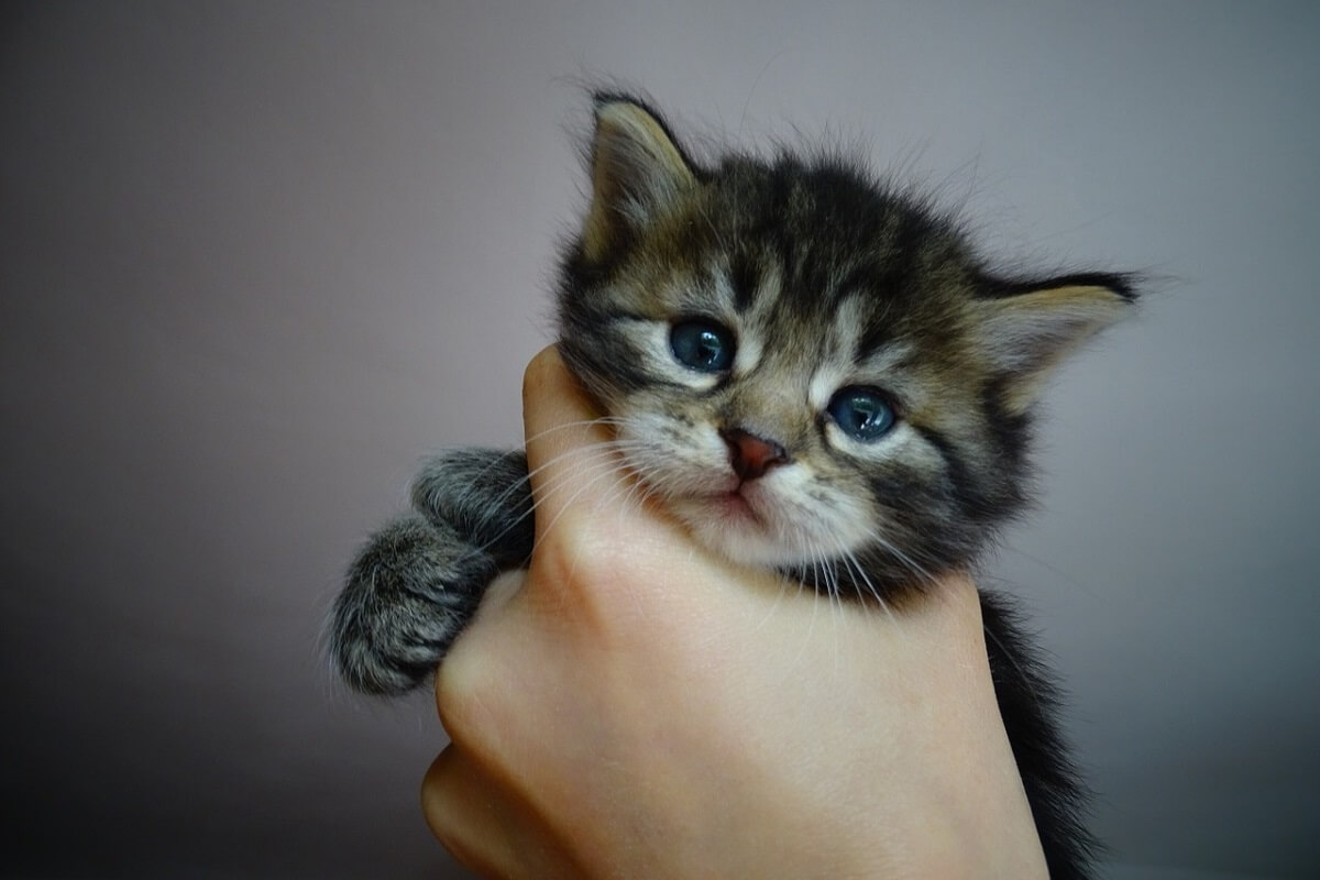 Online netwerk kattenmartelingen heeft ook leden in het VK