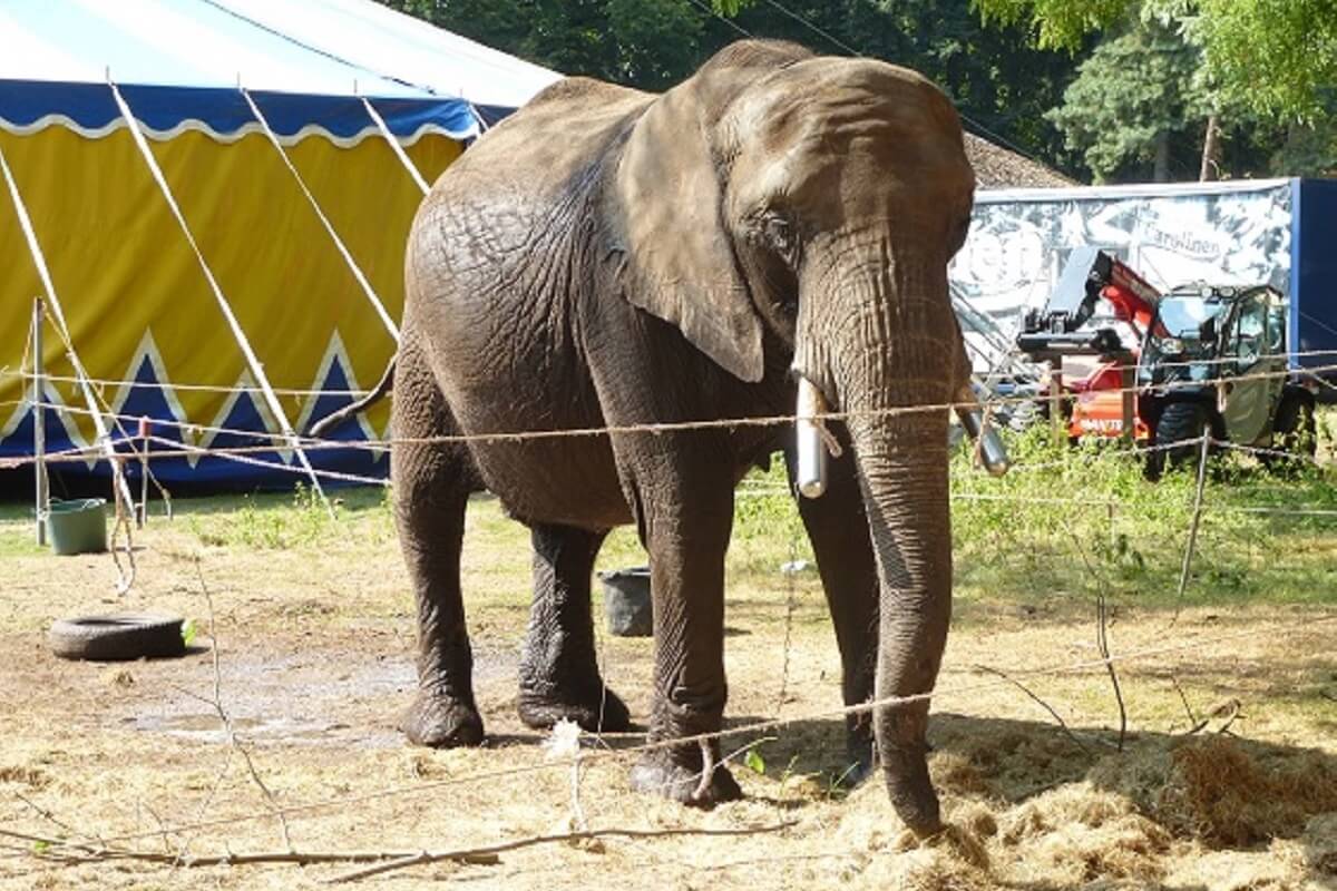 Olifant Buba bij circus Freiwald