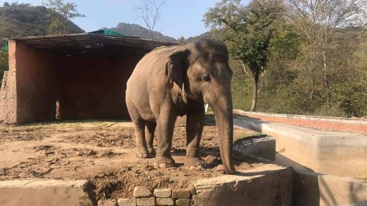 kaavan