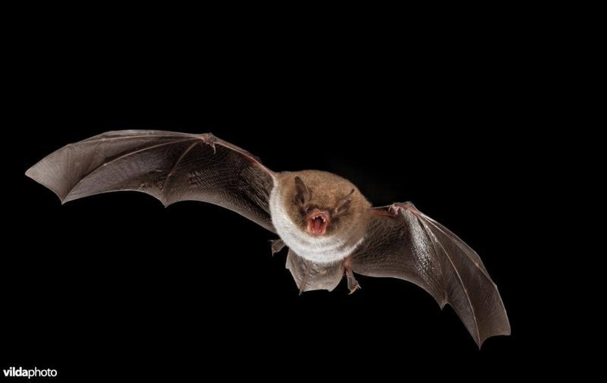 vleermuis