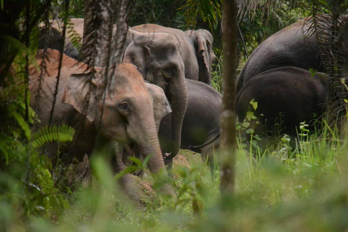 Aziatische olifanten