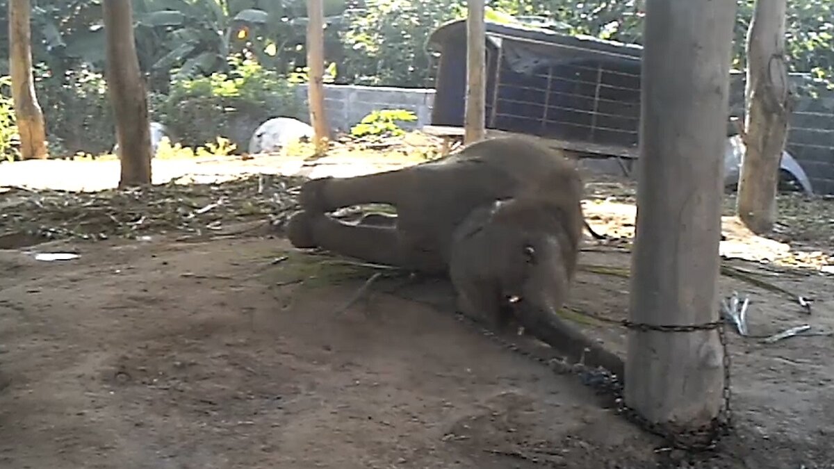 De wil van baby-olifanten wordt gebroken in 'the crush'