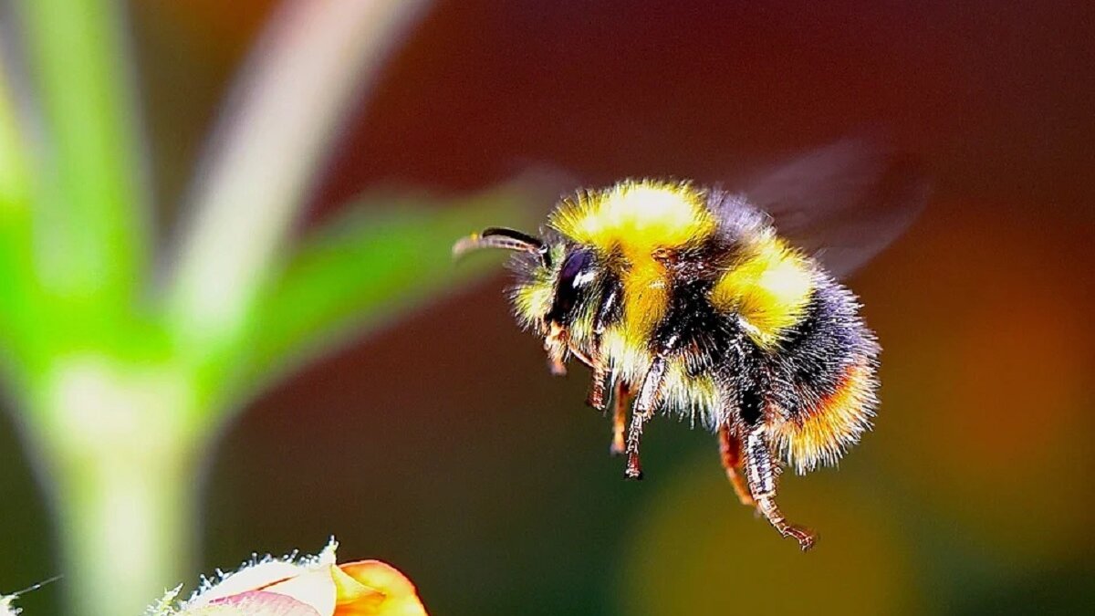 hommel