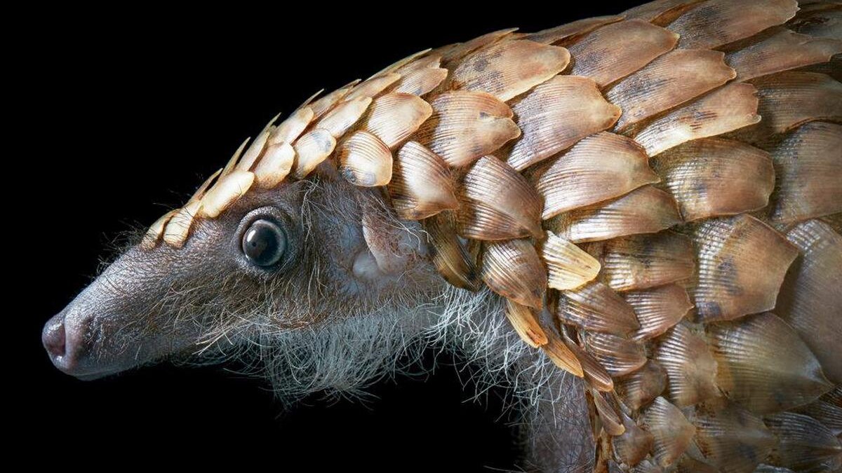 pangolin
