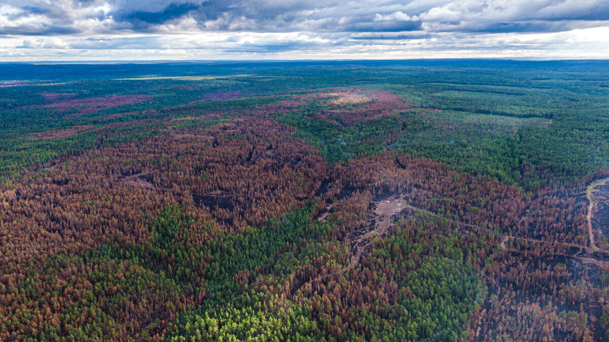 Bosbranden Siberië (regio Krasnojarsk) door klimaatverandering - juli 2020 | Foto: ©Julia Petrenko/Greenpeace