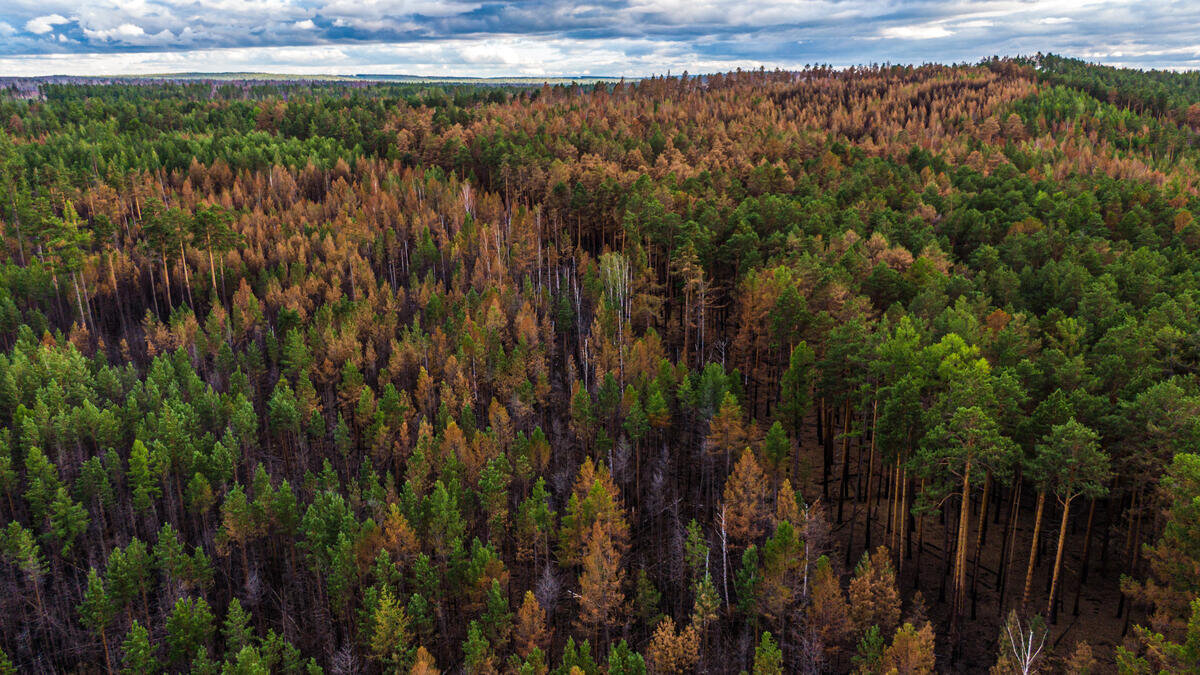 Bosbranden Siberië (regio Krasnojarsk) door klimaatverandering - juli 2020 | Foto: ©Julia Petrenko/Greenpeace