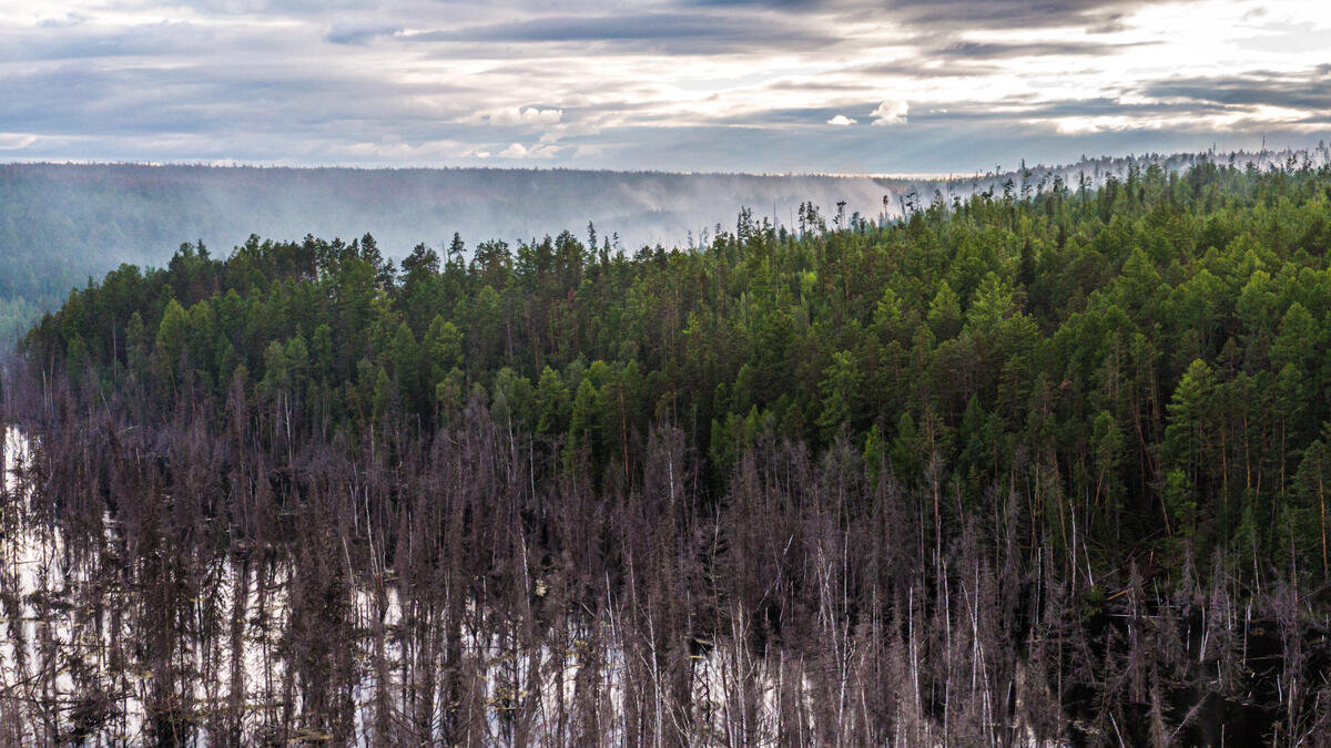 Bosbranden Siberië (regio Krasnojarsk) door klimaatverandering - juli 2020 | Foto: ©Julia Petrenko/Greenpeace