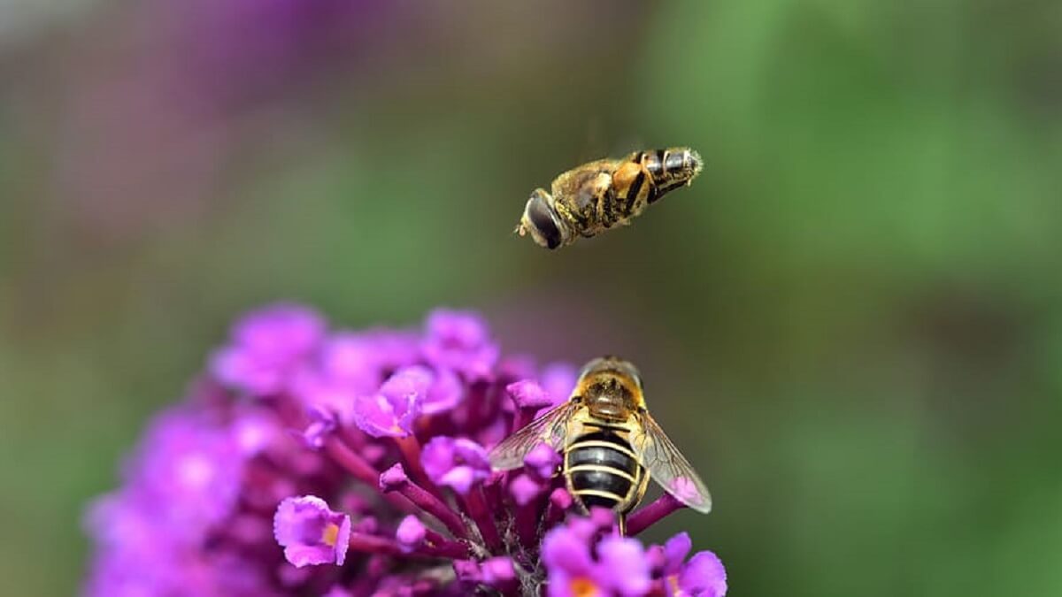 Nederland gaat bestuivers tellen
