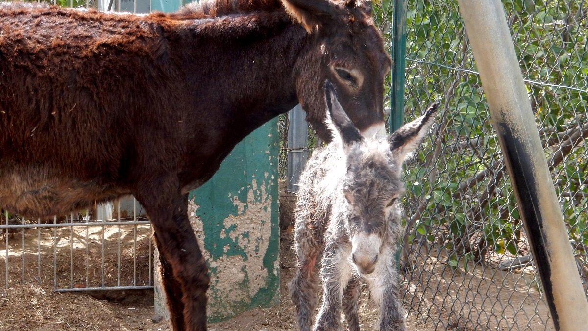 Help jij de ezels op Bonaire?
