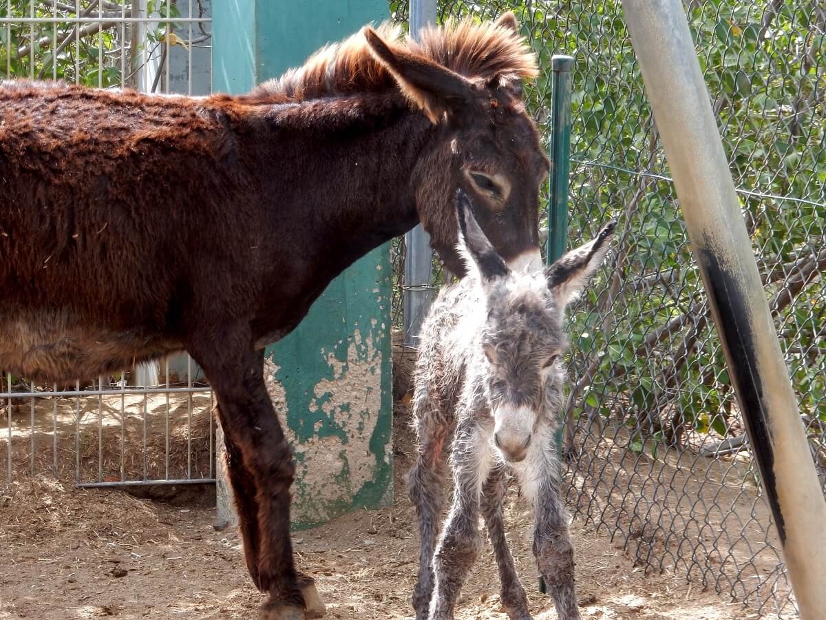 Help jij de ezels op Bonaire?