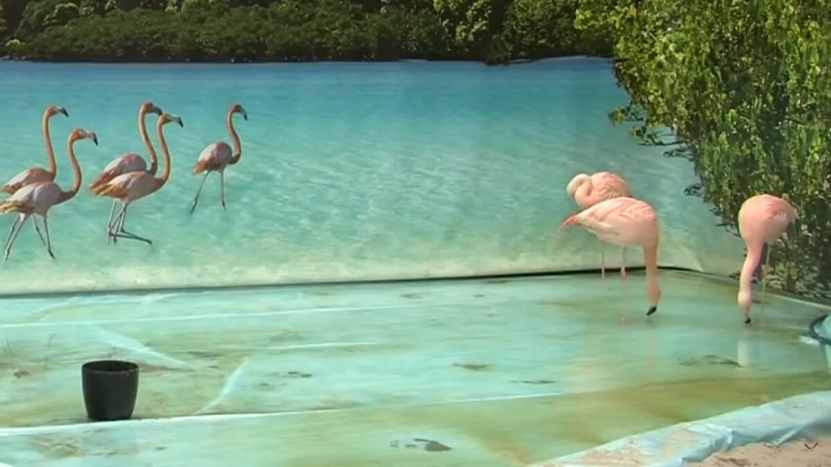 flamingo's Intratuin Utrecht