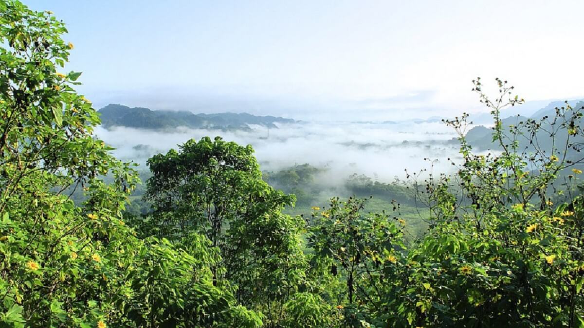 wildernis Amazonegebied