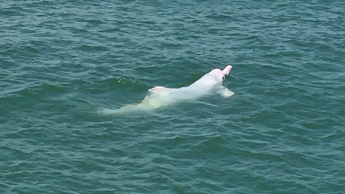 Chinese witte dolfijn