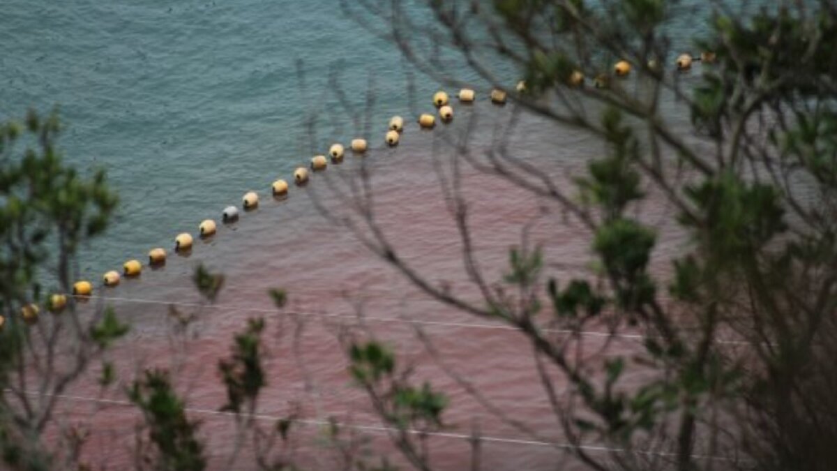 afslachting dolfijnen Taiji