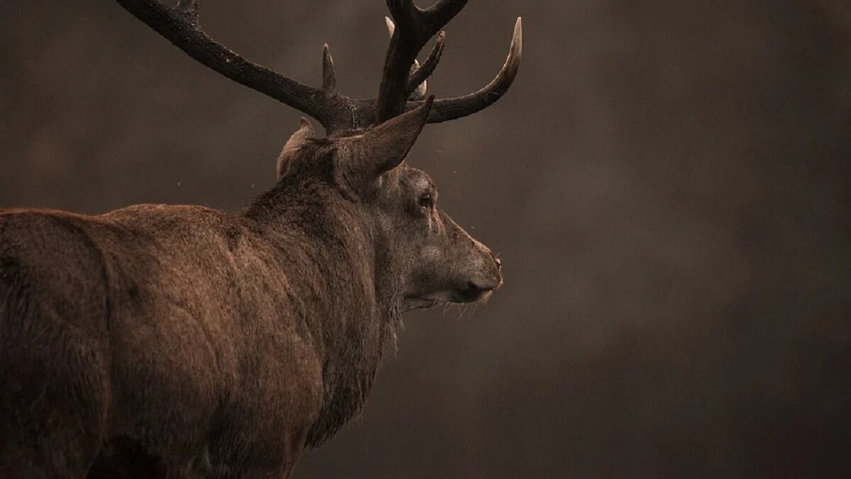 afschot edelherten OVP